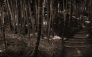 105_kyotobamboo_1440x900