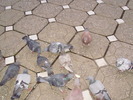 P9040109