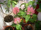 Coroana regala