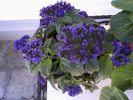 Fotografii-0015