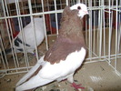 Picture 093