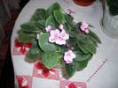 Violete de Parma roz mica