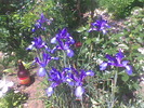 IRISI SIBERIENI