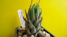 Haworthia cv. Baccata