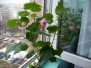 abutilon