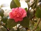 camelia japonica