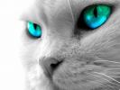 Pisici Wallpapers Cats 6