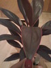 Cordyline tango