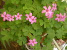 oxalis