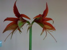 Hippeastrum cybister 'Merengue'