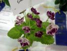 Macs_Glacial_Grape_2005avsa