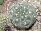 Gymnocalycium uebelmanianum