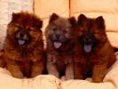 Chow Chow Wallpaper_ Poze caini
