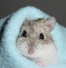 hamster invelit