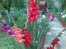 gladiole colorate:)