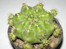 Gymnocalycium
