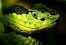 amazing-snake-pictures27[1]