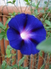 Blue Morning Glory (2009, Aug.21)