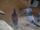 DSCN0472-saliu