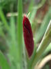 Gladiolus Bud (2009, August 09)