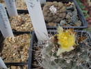 Copiapoa tenuissima