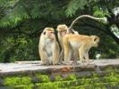 poze-animale-haioase-maimute-20081002-300x225