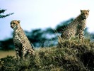 webshots114