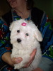 Bichon Maltese