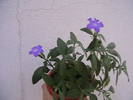 Picture 044