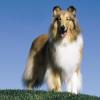 Collie
