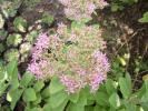 Sedum spectabile