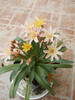 lewisia portocalie