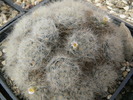 mammillaria_glasii