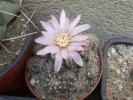 Gymnocalycium bruchii