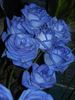 blue_rose_12