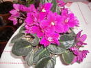 Flori-09