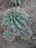 Ferocactus