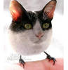 AnimalMutants4