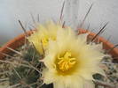 Thelocactus rinconensis - floare