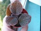 Episcia B