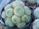 1. Rebutia ?