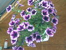 petunia curgatoare