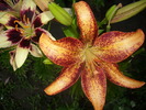 DSCI0965