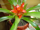 bromelia