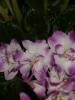 Violeta alb-lila la a doua inflorire