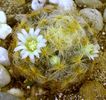 Mammillaria schiedeana v. plumosa_1