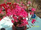 azaleea japonica