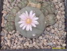 4-Lophophora williamsii v.caespitosa