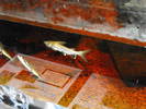 Picture 125