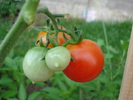 Tomato Cerise (2009, Sep.12)